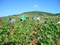 Connaissez vous les vendanges en Beaujolais ? Les vignerons du Domaine Paul Champier la recherche de bons vendangeurs !