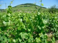 Les travaux de l'été dans les vignes du Domaine Paul Champier sous une chaleur estivale.