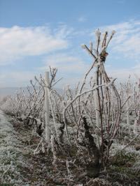 Au pays des Brouilly, les vignerons du Domaine Paul Champier vous souhaitent une bonne année !